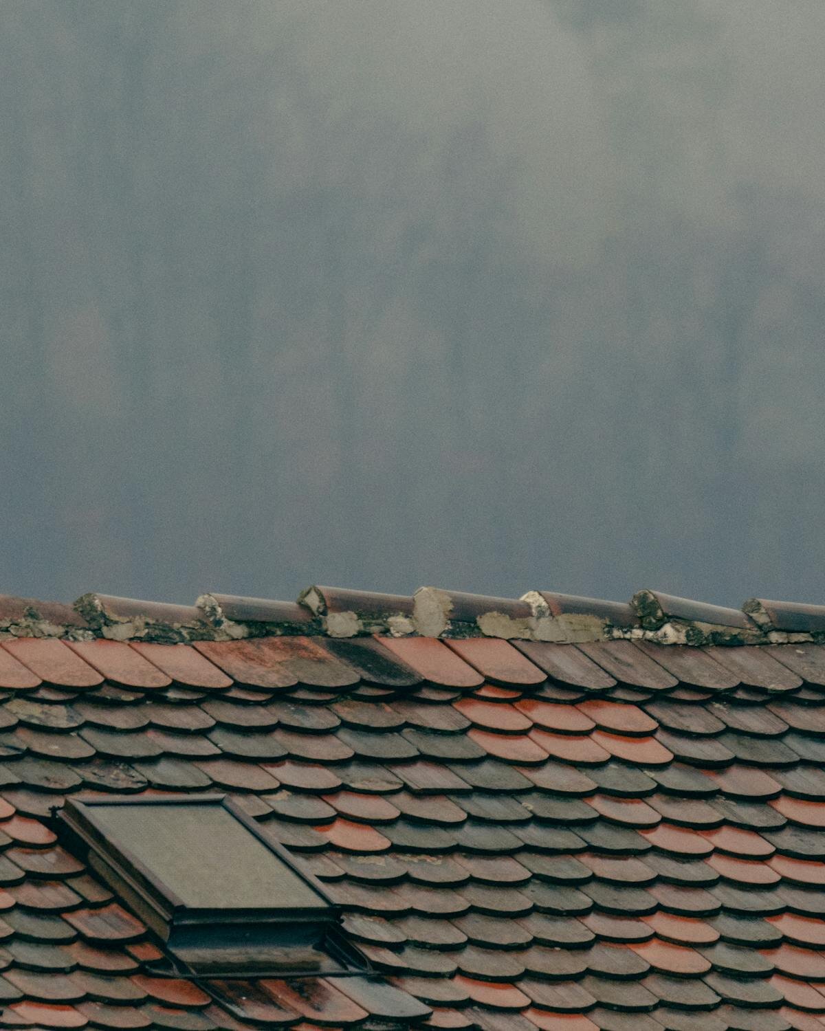 Close-up of asphalt shingle roof showing black streaking from algae growth