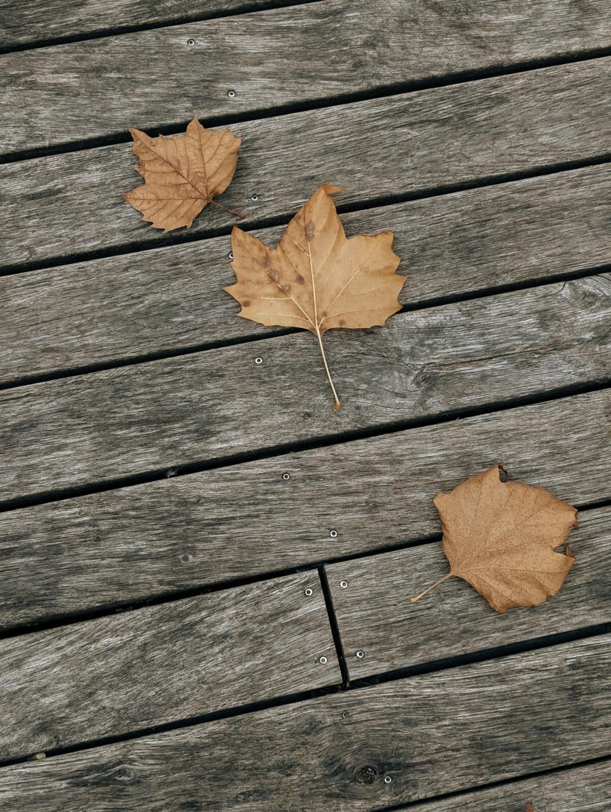 Freshly stained and sealed wooden deck showing rich color and protective finish